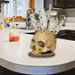 💥Limited Time 50% Off! Creative Skull Resin Knife Holder
