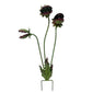 🔥50% off for three days only！🌻Plants vs. Zombies comes to life！🏡Whimsical Metal Carnivorous Plant Garden Stake